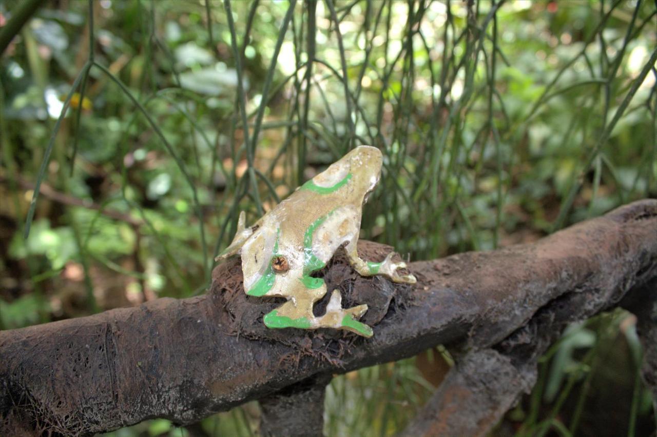 Salamandra Costa Rica Jimenez 외부 사진